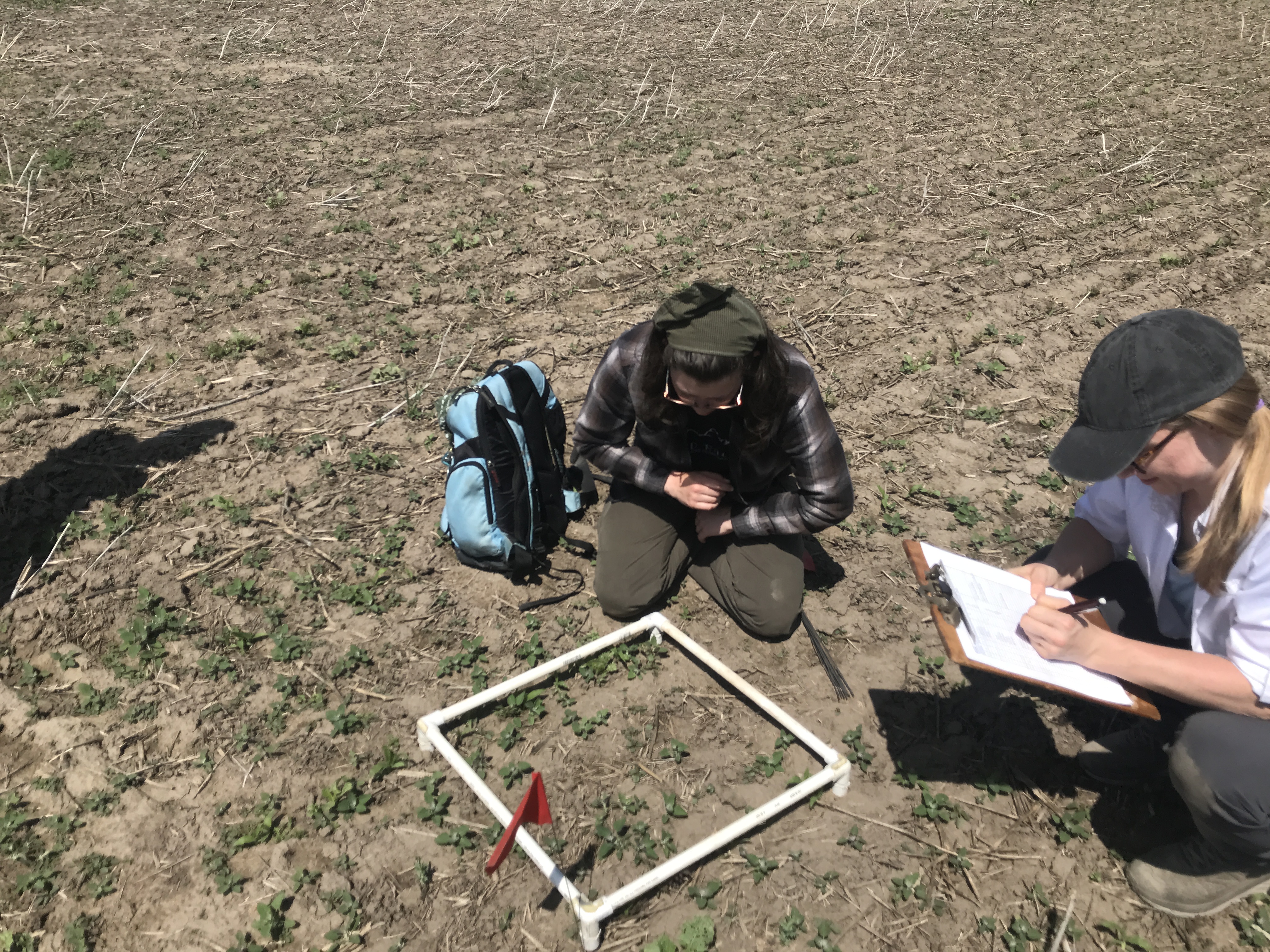 Cover Crop Emergence Counting